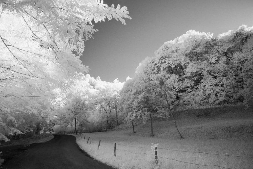 Bovisium Infrarubra featured on FujiLove